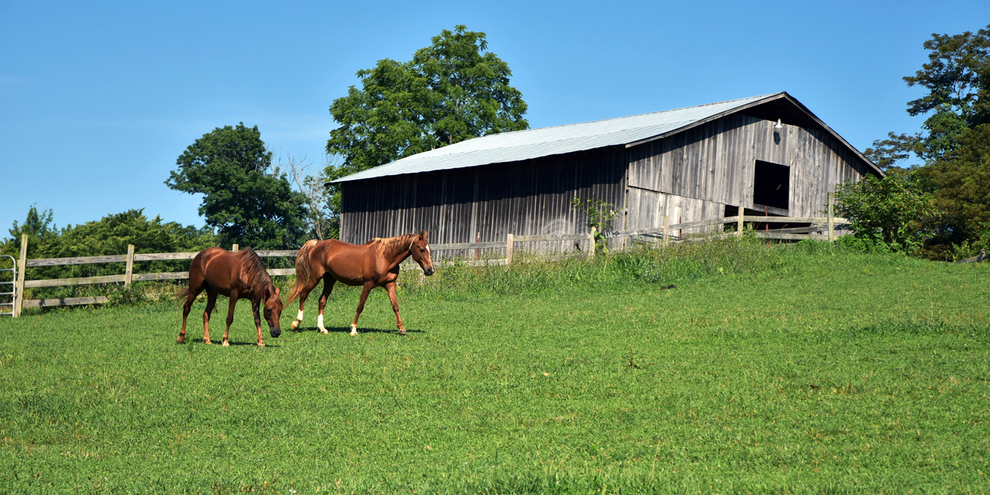 Chris Lyons farmhouse and horses in the grass