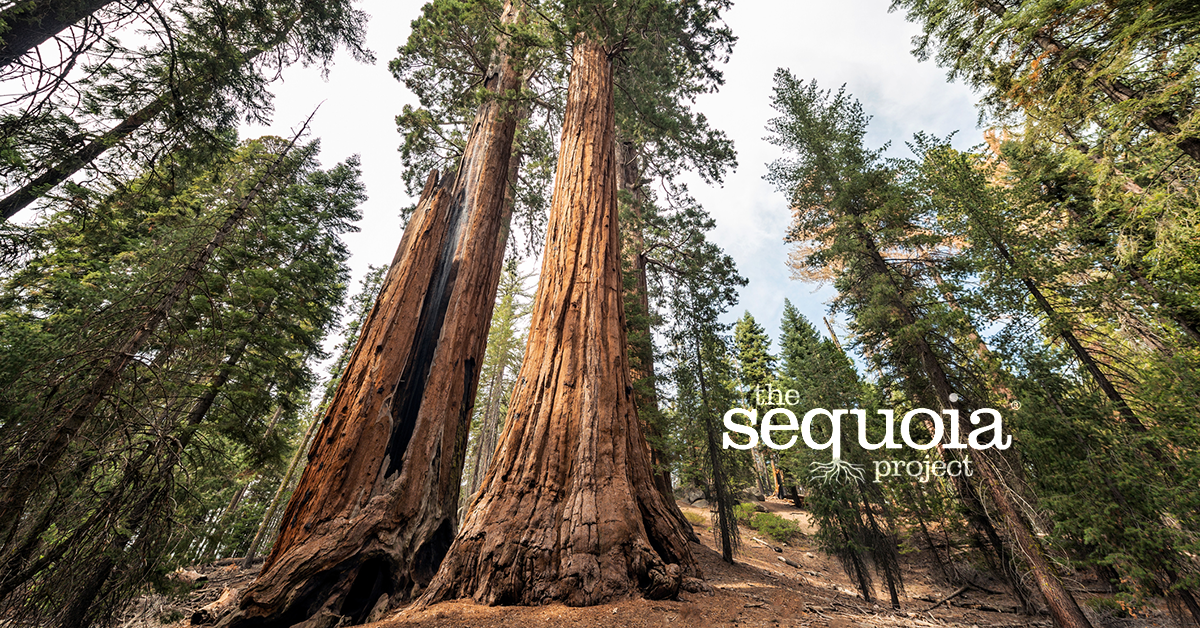 sequoia project - picture of giant sequoia trees in forest with logo superimposed